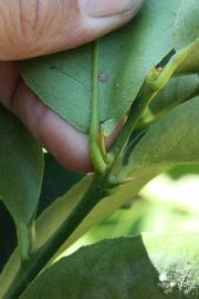              Petiole (Riverside, CA)       