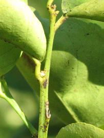            First year twig (Winter Haven, FL)   