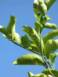              Sun leaves (Winter Haven, FL)       