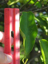              Unifoliolate leaf (Winter Haven, FL)       