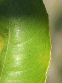              Margin (Winter Haven, FL)       