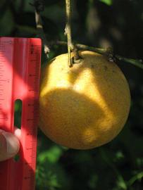            Fruit (Winter Haven, FL)   