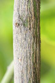              Second - third year twig (Riverside, CA)       