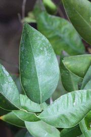              Unifoliolate leaf (Riverside, CA)       