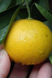            Fruit (Riverside, CA)   