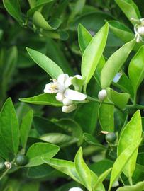              Flower (Riverside, CA)       