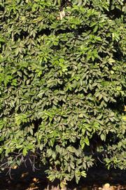            Habit (Riverside, CA)   