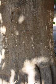            Bark (Riverside, CA)   