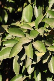              Sun leaves (Riverside, CA)       