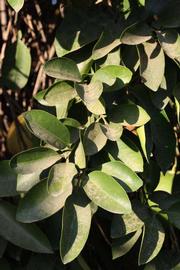              Sun leaves (Riverside, CA)       