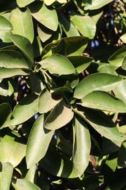              Sun leaves (Riverside, CA)       