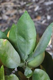              Unifoliolate leaf (Riverside, CA)       