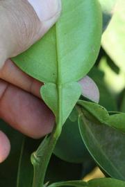              Petiole (Riverside, CA)       