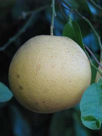            Fruit (Riverside, CA)   