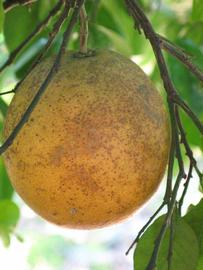            Fruit (Winter Haven, FL)   