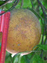            Fruit (Winter Haven, FL)   