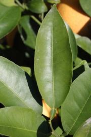              Unifoliolate leaf (Riverside, CA)       