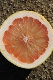              Fruit cross-section (Riverside, CA)       