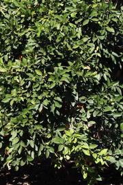            Habit (Riverside, CA)   