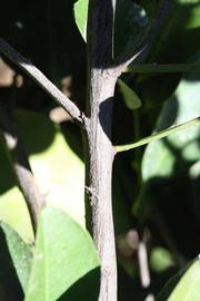              Second - third year twig (Riverside, CA)       