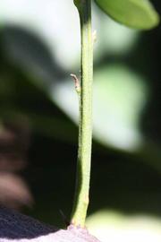            First year twig (Riverside, CA)   