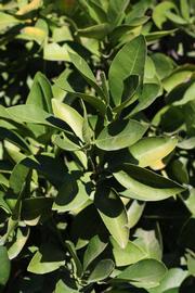              Sun leaves (Riverside, CA)       