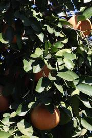              Sun leaves (Riverside, CA)       