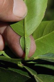              Petiole (Riverside, CA)       