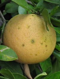            Fruit (Riverside, CA)   