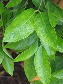              Sun leaves (Riverside, CA)       