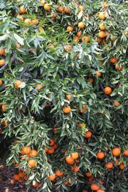            Habit (SRA 63, Riverside, CA)   