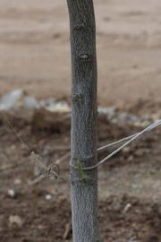              Bark (SRA 63, Riverside, CA)       