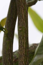              Second - third year twig (SRA 63, Riverside, CA)       