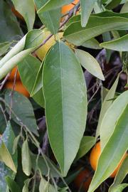              Unifoliolate leaf (SRA 63, Riverside, CA)       