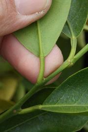              Petiole (SRA 63, Riverside, CA)       