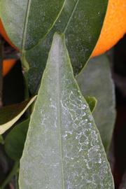              Margin (SRA 63, Riverside, CA)       