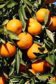              Fruit (SRA 63, Riverside, CA)       