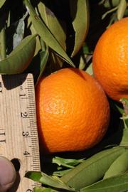              Fruit (SRA 63, Riverside, CA)       