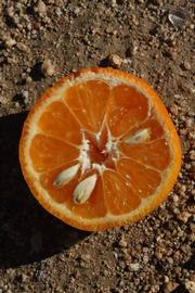              Fruit cross-section (SRA 63, Riverside, CA)       