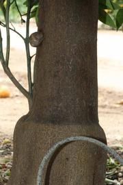              Bark (SRA 92, Riverside, CA)       