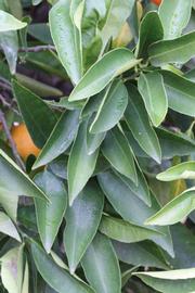            Sun leaves (SRA 63, Riverside, CA)   