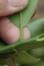              Petiole (SRA 92, Riverside, CA)       