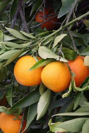              Fruit (SRA 92, Riverside, CA)       