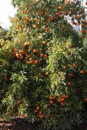              Habit (SRA 92, Riverside, CA)       