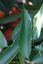              Shade leaves (SRA 92, Riverside, CA)       