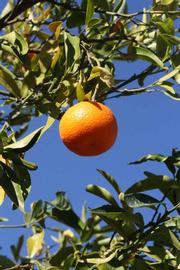              Fruit (SRA 92, Riverside, CA)       