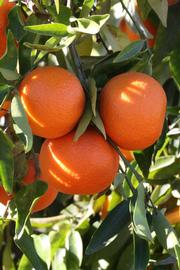              Fruit (SRA 92, Riverside, CA)       