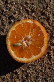              Fruit cross-section (SRA 92, Riverside, CA)       