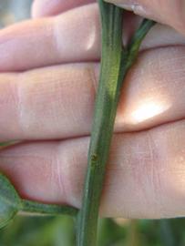                  First year twig   (Winter Haven, FL)       