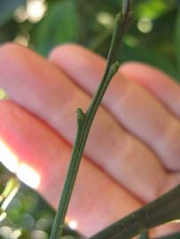                  First year twig   (Winter Haven, FL)       